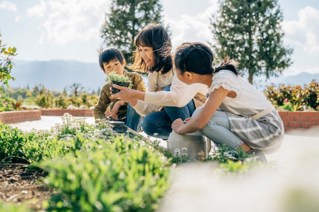 タイムの育て方ガイド｜Garden Days